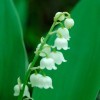 White bell-like flowers of Lily-of-the-Valley
