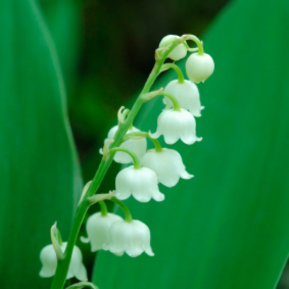 How to Grow Lily-of-the-Valley | ThriftyFun