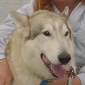 A wolf-husky on the beach in Oregon.