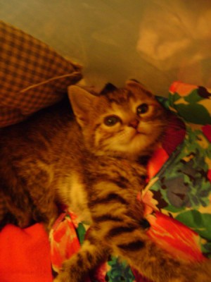 Gray kitten with a colorful scarf.