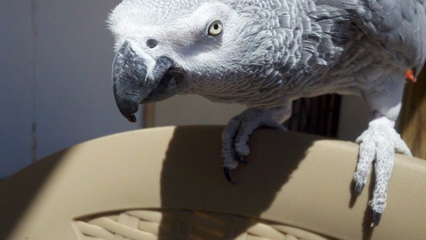 An African Gray parrot on the back of a chair.
