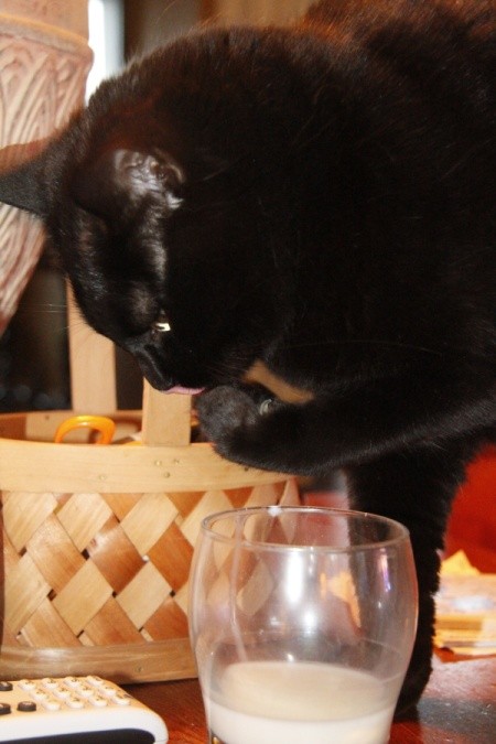 A black cat drinking out of a milk glass.