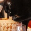 A black cat drinking out of a milk glass.