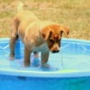 A yellow dog in a blue wading pool.