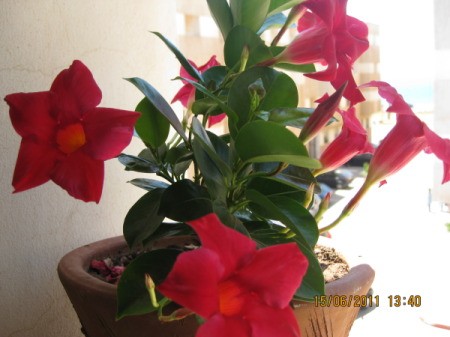 Plant with red trumpet shaped flowers and dark green leaves