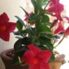 Plant with red trumpet shaped flowers and dark green leaves