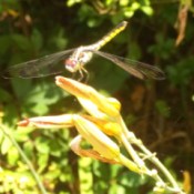 Dragonfly resting on daylily