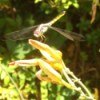 Dragonfly resting on daylily