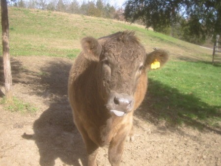 A brown steer with a yellow tag on his ear.