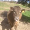 A brown steer with a yellow tag on his ear.