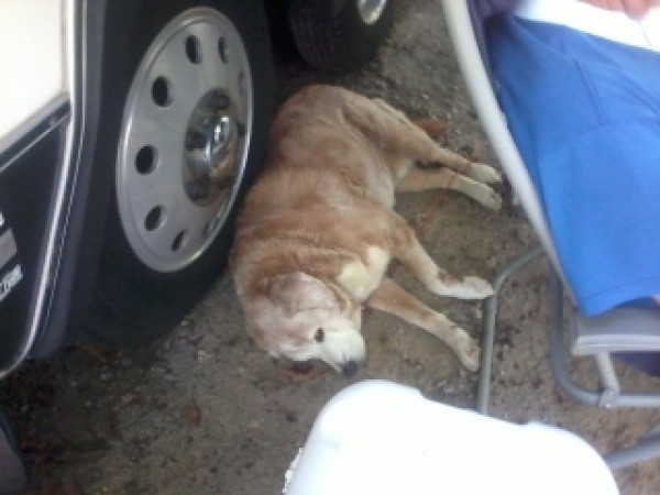 dog lying near tire