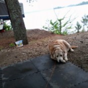 A golden dog is camping by a lake.