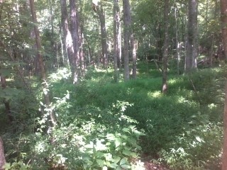 A wooded area at Croft State Park.