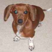 A brown mini dachshund on a cream colored carpet.