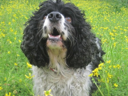 A black and white cocker spaniel in a field of green and yellow wildflowers.