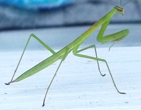 Praying Mantis Zoom