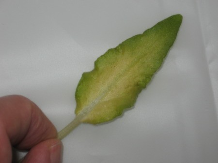 yellowish leaf with dark green edges