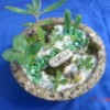 top  view of circular planter with succulents