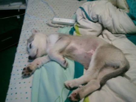 Husky puppy lying on a bed