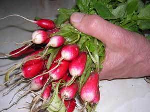 hand holding a bunch of radishes