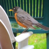 A robin sitting on an outside plastic chair.