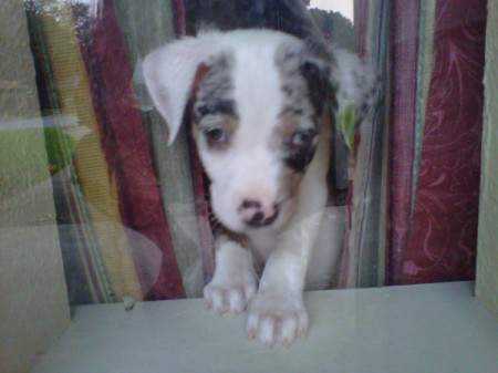A brown and white puppy in a window.