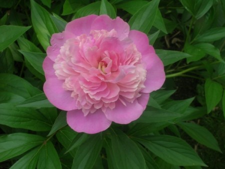 A pink peony surrounded by green leaves.
