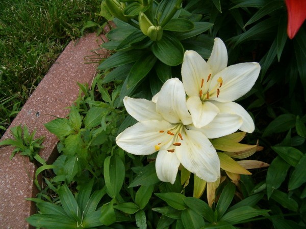 White Lily