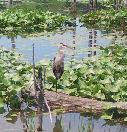A blue heron fishing in Beaver Marsh in Ohio.
