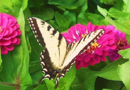 An orange and black Tiger Swallowtail butterfly near some pink flowers.