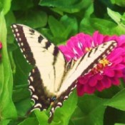 An orange and black Tiger Swallowtail butterfly near some pink flowers.