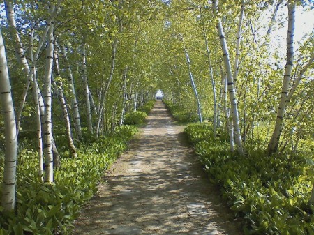 A path with birch trees on either side in Akron, OH.