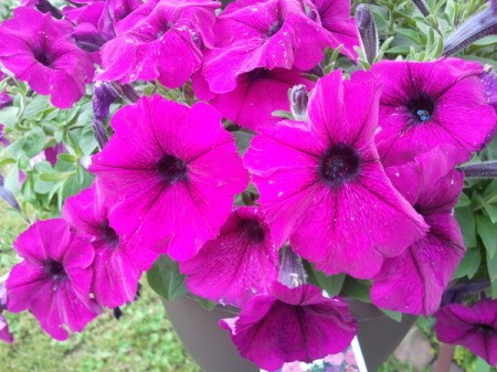 Petunias