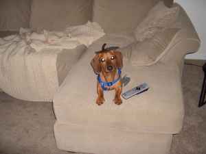 A brown dachshund on a cream colored couch