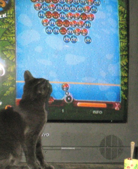 A gray shorthaired kitten watching a video game on a TV.