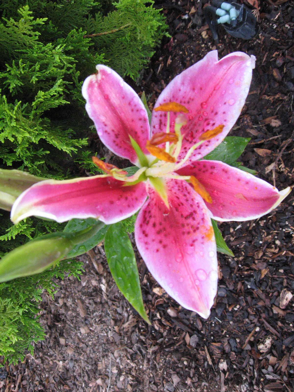 garden-my-first-stargazer-lily-thriftyfun