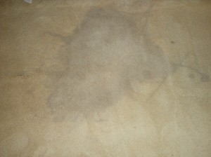 Grayish stain on tan carpet