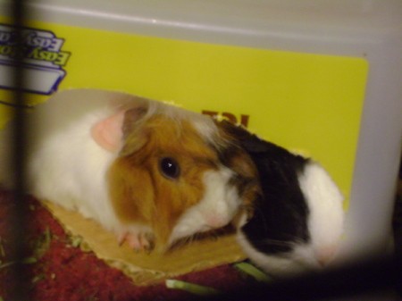 One brown and white and one black and white guinea pig looking out of a cardboard box.