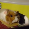One brown and white and one black and white guinea pig looking out of a cardboard box.