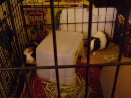 Two guinea pigs in a black cage.