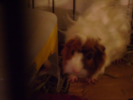 A curly brown and white guinea pig in a cage.
