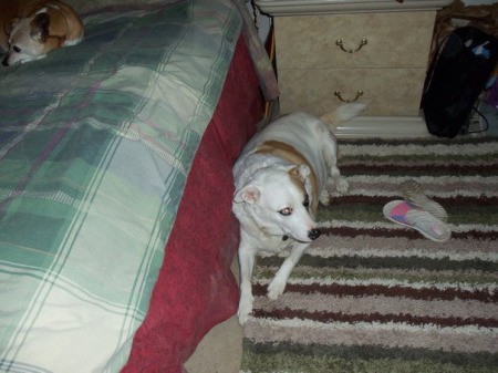 Dog lying on a rug beside a bed.