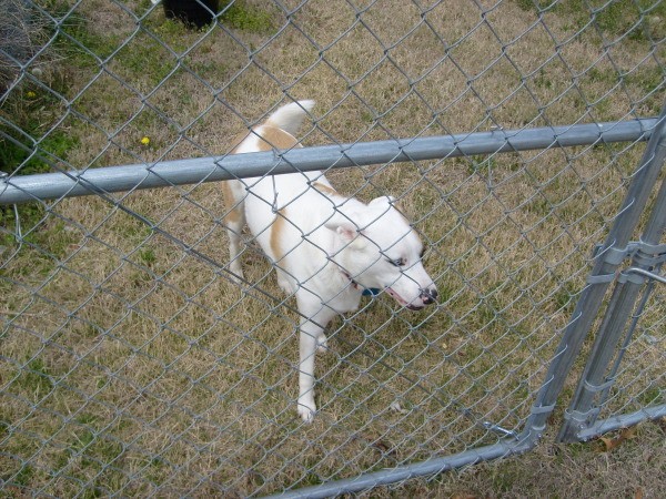 DDog that is in a yard behind a chain link fence.