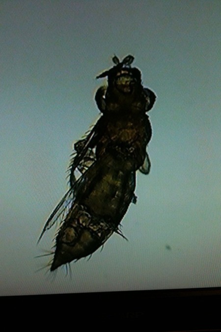 dark photo of three segment winged insect