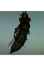 dark photo of three segment winged insect