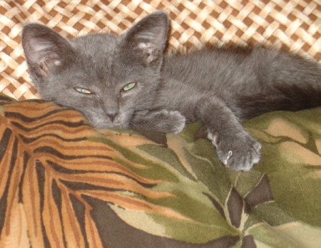 A grey kitten sleeping on top of a tropical pillow.