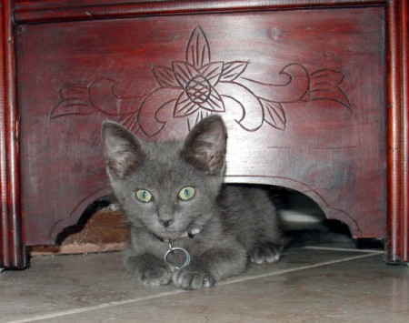 A grey kitten underneath a wooden dresser.