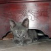 A grey kitten underneath a wooden dresser.