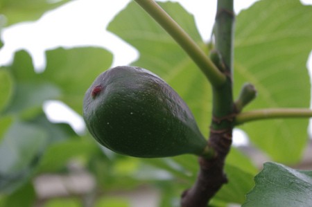 A fig with ripening fruit.