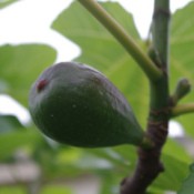 Yummy Fig